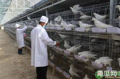 养300对肉鸽一年能挣多少钱?肉鸽养殖如何打开销路?