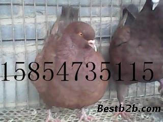 新疆乌鲁木齐纯种的元宝鸽照片