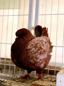 乌鲁木齐附近出售元宝鸽种鸽 元宝鸽一对价格 元宝鸽养殖技术