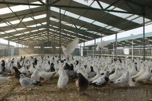 2019年肉鸽养殖前景分析