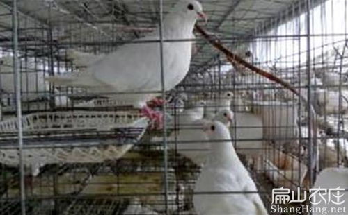 福建龙岩上杭县旧县镇鸽子批发价格 肉鸽养殖规模基地 扁山种鸽场