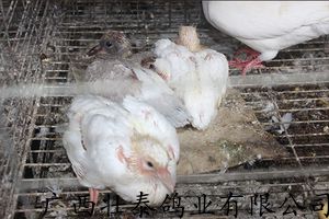 岑溪优质的肉鸽苗批发价,杂交王鸽养殖中心