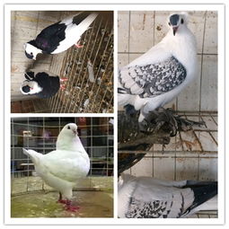 广州什么地方出售元宝鸽 特大元宝鸽 肉鸽子种鸽养殖场