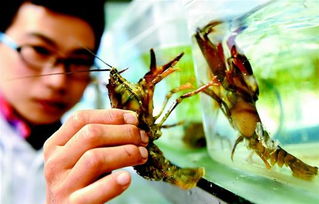 全国最大的小龙虾良种选育繁育中心在潜江建成