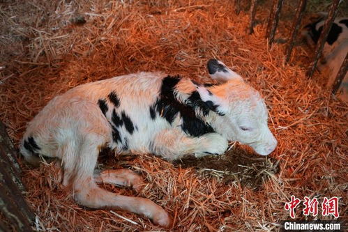 奶牛体外生产胚胎批量繁育在宁夏试验成功 良种奶牛装上了 中国芯