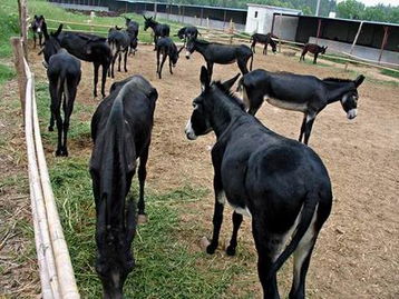 肉驴品种,肉驴养殖,乌头驴,三粉驴,德州驴,养驴场,养驴基地