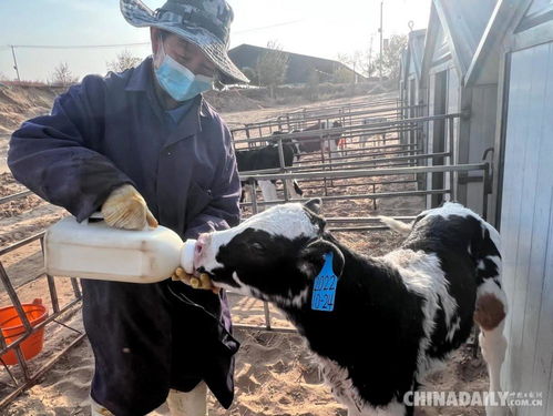 宁夏灵武 给良种奶牛装上 中国芯 首次成功实现奶牛体外生产胚胎批量繁育